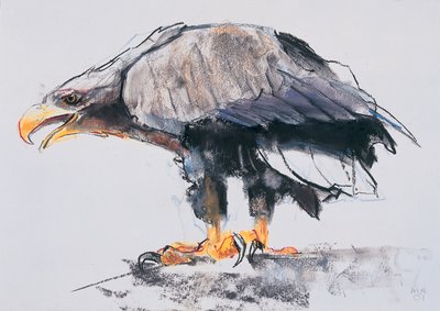 Mořský orel běloocasý, 2001 (uhlí a konte na papíře) od Mark Adlington