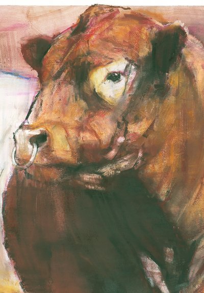 Zeus, Red Belted Galloway Bull, 2006 kombinovaná média na papíře detail 275255 od Mark Adlington