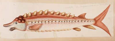 Ryba. od Mark Catesby