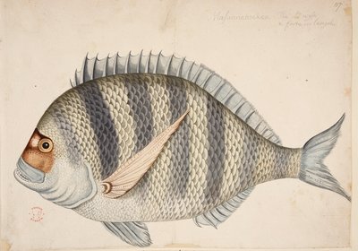 Ryba. od Mark Catesby
