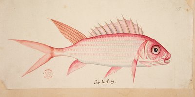 Ryba. od Mark Catesby