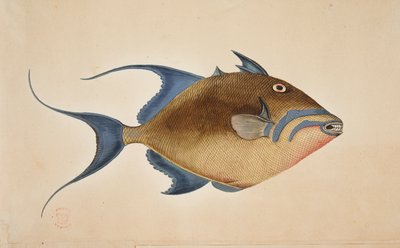 Ryba. od Mark Catesby