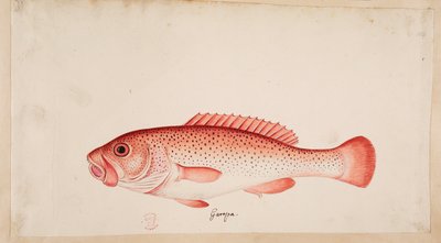 Ryba. od Mark Catesby