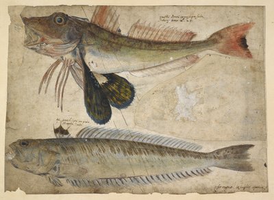 Přidat. 5267, f.144 Kresby dvou ryb z „Alba kreseb od Catesbyho, G.Edwardsa, G.Jaga et al, na objednávku Hanse Sloana“ (akvarel a kvaš na papíře) od Mark Catesby