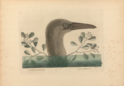A Thymelaea foliis obtusis; Anseri Bassano &c: The Great Booby, deska 86 z „Přírodní historie Karolíny, Floridy a Bahamských ostrovů“, svazek I, 2. vydání, Londýn 1754 od Mark Catesby