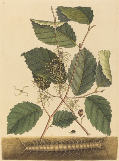 Stonožka Scolopendra morsitans, publikovaná 1731-1743. od Mark Catesby