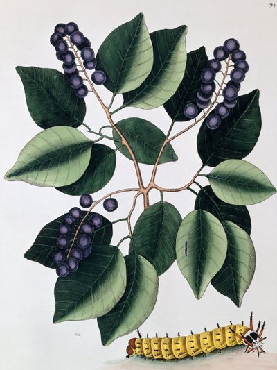 Pigeon Plum and a Great Horned Catterpillar, 1771 od Mark Catesby