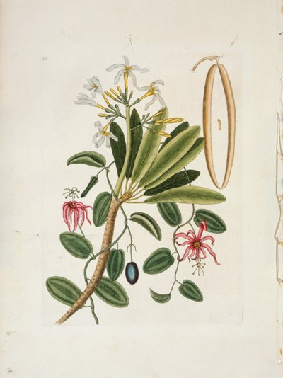Plumeria obtusa L. Singapore Frangipani, c1700-1740. od Mark Catesby