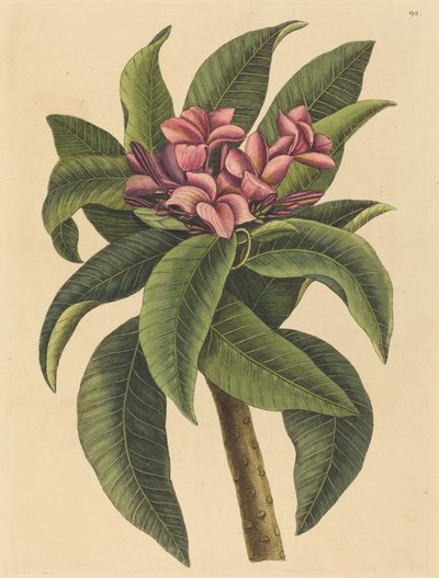 Red Frangipanni Plumeria rubra, publikovaná 1731-1743. od Mark Catesby