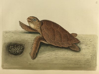 Testudo caretta. Želva Hawks-bill od Mark Catesby