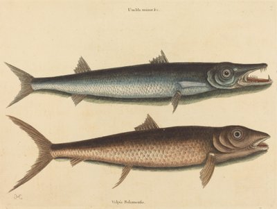 Barracuda Esox barracuda, publikoval 1754. od Mark Catesby