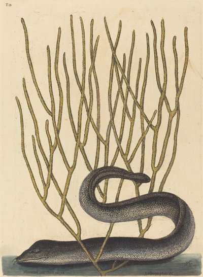 Černý Muray od Mark Catesby