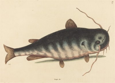 Sumec (kaktus sumec) od Mark Catesby