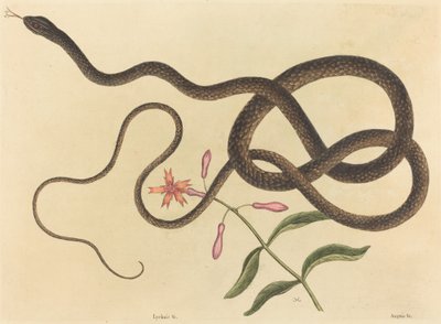 The Coach-Whip Snake Coluber flagellum, publikované 1731-1743. od Mark Catesby
