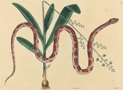 Kukuřičný had Coluber fulvius, publikoval 1731-1743. od Mark Catesby
