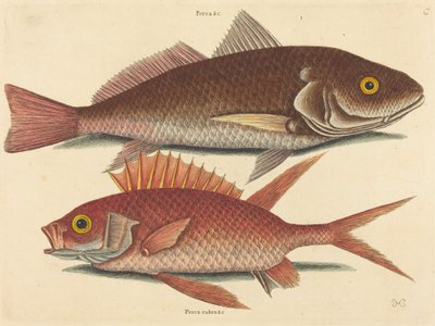 The Croker (Perca undulata) od Mark Catesby