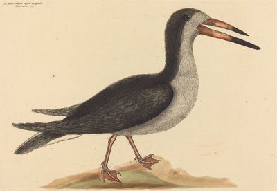 Cutwater (Rhynchops nigra) od Mark Catesby