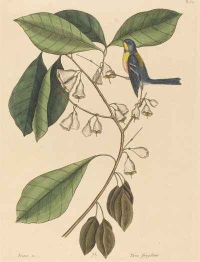 Finch Creeper Parus americanus, publikovaný 1731-1743. od Mark Catesby