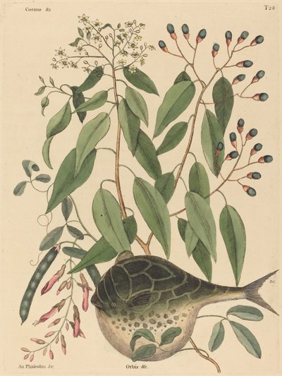 The Globe Fish Tetrodon lagocephalus, publikoval 1731-1743. od Mark Catesby