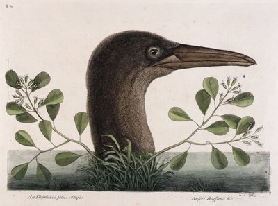 Sýkora koňadra (An Thymelaea foliis obtusis, Anseri Bassano  c.) od Mark Catesby
