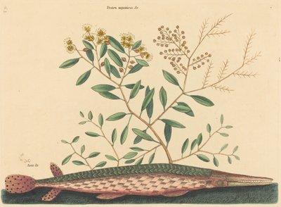 The Green Gar Fish Esox osseus, publikoval 1731-1743. od Mark Catesby