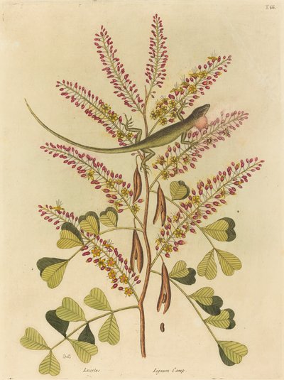 Zelená ještěrka z Jamajky (Lacerta bullaris) od Mark Catesby