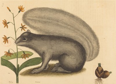 Liška šedá (Sciurus cinereus) od Mark Catesby