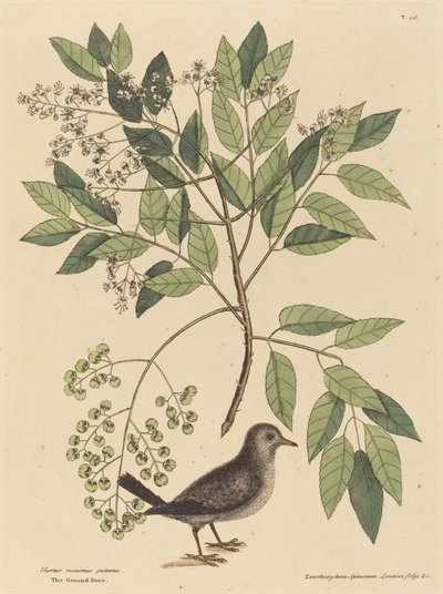 holubice zemní (Columba passerina) od Mark Catesby