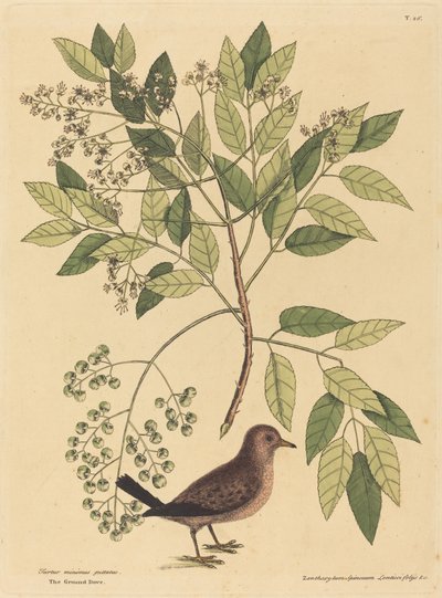 Hlubinná holubice Columba passerina, publikovaná 1731-1743. od Mark Catesby