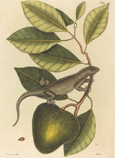 Guana Lacerta Iguana, publikovaná 1731-1 od Mark Catesby