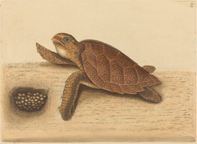 Želva Hawks-bill (Testudo caretta) od Mark Catesby