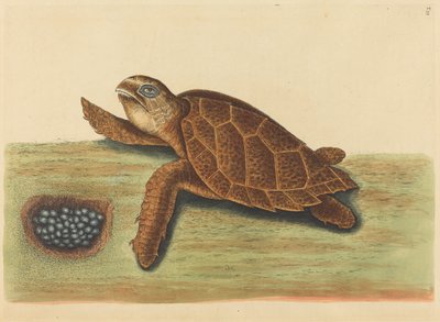 The Hawks-bill Turtle Testudo caretta, publikovaná 1731-1743. od Mark Catesby