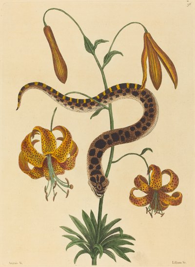 Prasečí had (Boa contortrix) od Mark Catesby