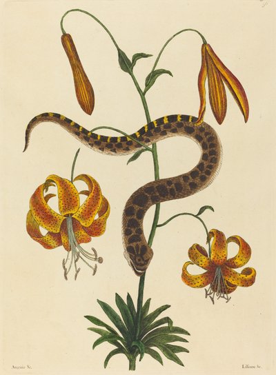 The Hog-nose Snake Boa contortrix, publikoval 1731-1743. od Mark Catesby