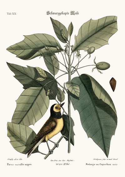 Sýkora s kapucí, 1749-73 od Mark Catesby