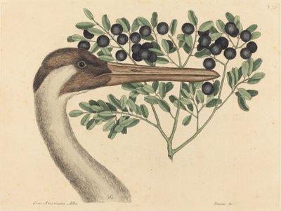 Hooping Crane (Ardea Americana) od Mark Catesby