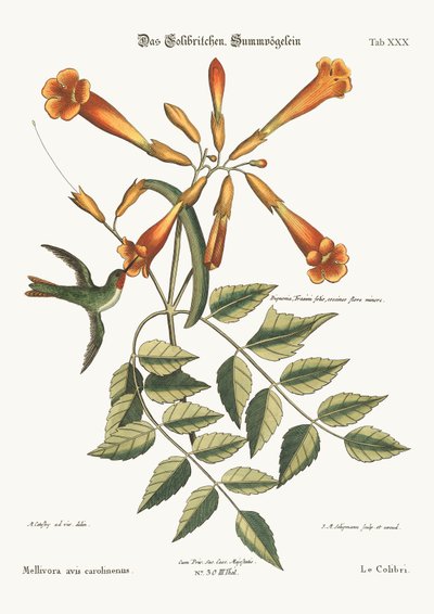 Kolibřík, 1749-73 od Mark Catesby