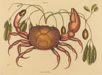 The Land-crab Cancer ruricola, publikovaná 1731-1743. od Mark Catesby
