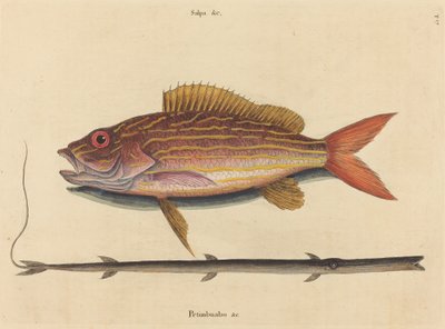Lane-snapper Sparus synagris, publikovaný 1731-1743. od Mark Catesby