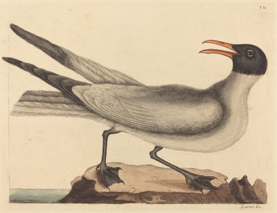 The Laughing Gull Larus articilla, publikoval 1731-1743. od Mark Catesby