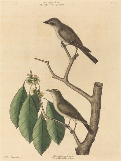 The Little Brown Flycatcher, publikoval 1731-1743. od Mark Catesby