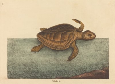 The Logger-head Turtle Testudo Cavanna, publikovaná 1731-1743. od Mark Catesby