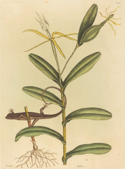 Lyonská ještěrka (Lacerta 6-lineata) od Mark Catesby