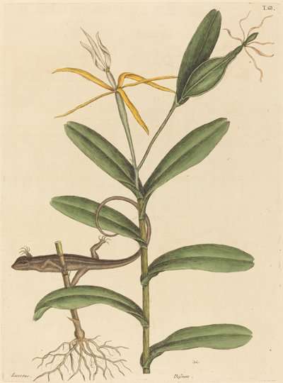 Lyonská ještěrka (Lacerta 6-lineata) od Mark Catesby