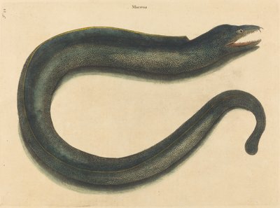 Peklo Muray Muraena, publikované 1731-1 od Mark Catesby