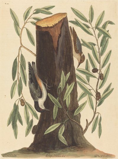 Brhlík lesní (Sitta Europaea) od Mark Catesby