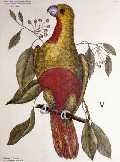 Papoušek ráje, 1771 od Mark Catesby