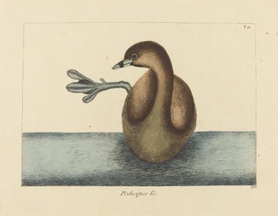 Strakatý Dobchick (Colymbus podiceps) od Mark Catesby