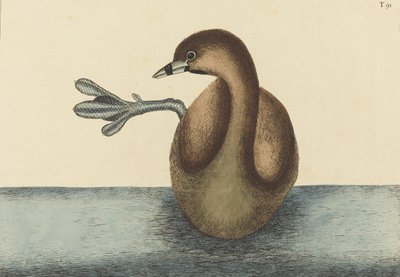 Pied-billed Dobchick Colymbus podiceps, publikoval 1731-1743. od Mark Catesby