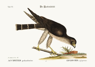 Pigeon Hawk, 1749-73 od Mark Catesby